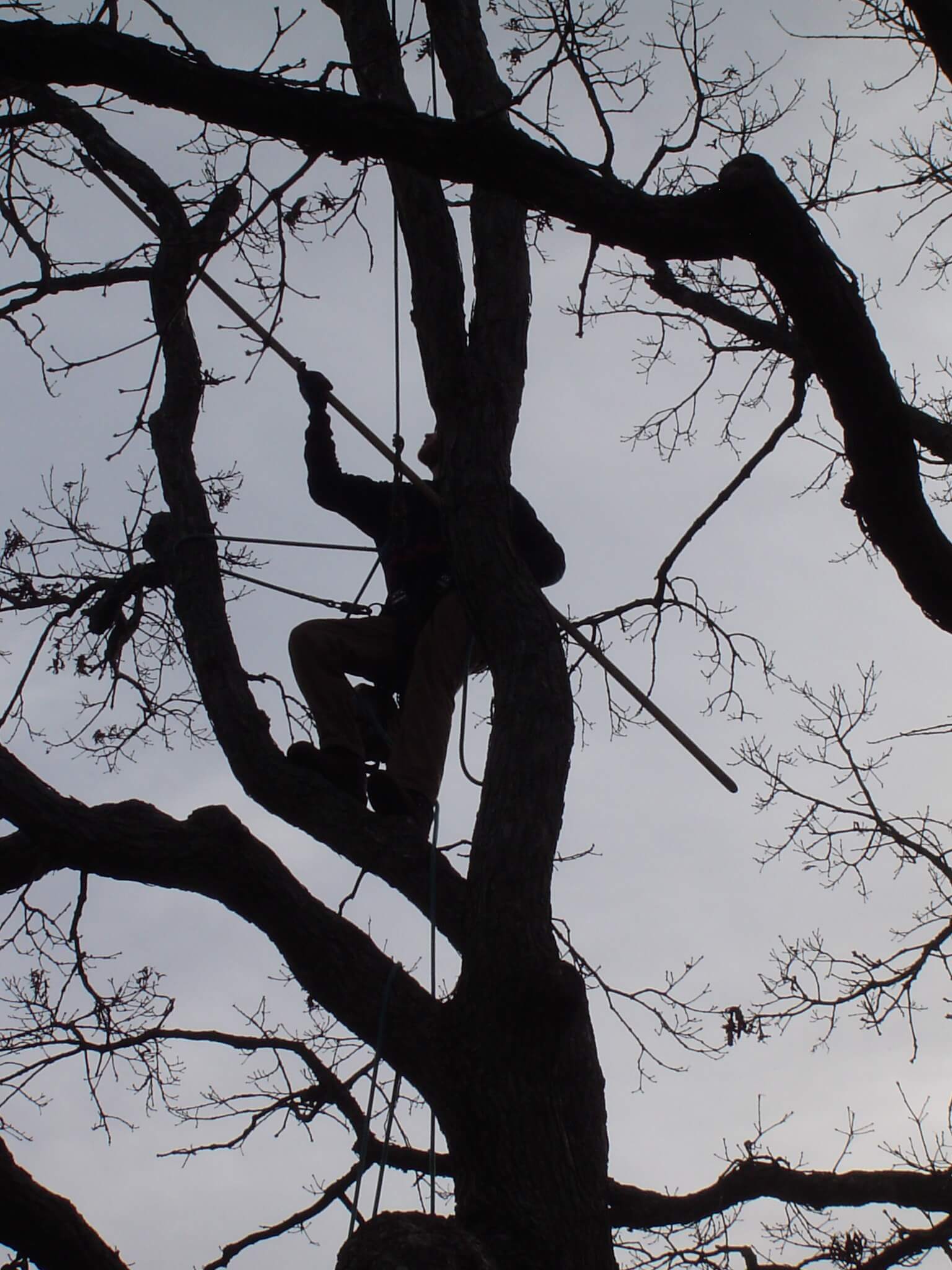 St. Charles, IL Commercial Tree Services