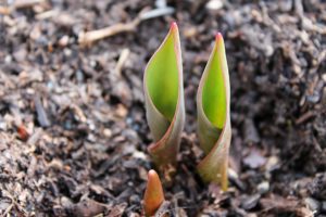 tulip emerging
