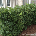 winter pruning gallery