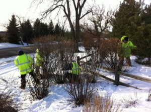 Winter Rejuvenative Pruning