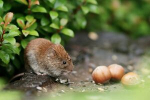 vole portrait yard acorn