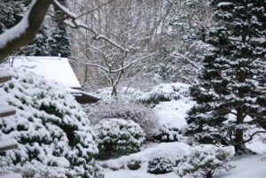 Winter snow blanket plants trees