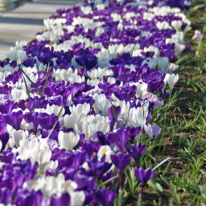 Purple and white crocuses blooming in early spring. Crocuses bring a pop of color to the landscape, symbolizing the arrival of warmer days ahead.