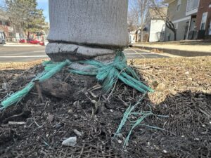 A tree trunk with green twine wrapped tightly around its base, cutting into the bark and embedding itself into the wood. The tension in the twine has caused visible damage to the trunk.
