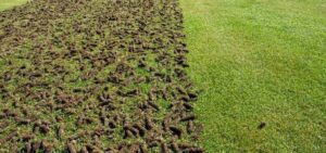 A split image showing a patchy, thin lawn on one side and a lush, green lawn after aeration and overseeding on the other. Copyright Senske Lawn