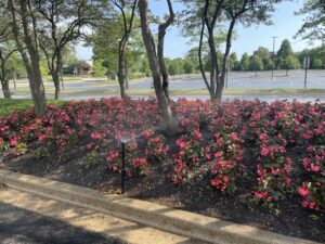 An irrigation sprinkler actively watering a bed of vibrant pink annual flowers in a commercial landscape setting.