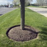 A manicured commercial landscape featuring a tree with a clean mulch bed and perfectly mowed lawn, under a bright sky.