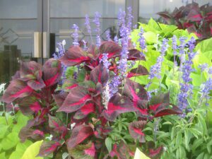 A vibrant summer container garden display featuring coleus with red and green leaves and tall purple salvia flowers.