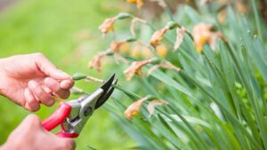 Deadheading daffodils: pruning shears trimming a withered flower head from a plant.