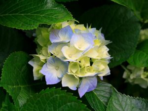 Close-up of a blue and green hydrangea bloom surrounded by lush green leaves.