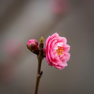 A close-up of a single pink flower and a tight, dormant bud on a bare branch.