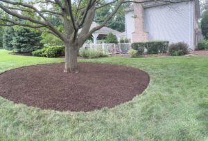 A large mature deciduous tree with a straight trunk centered in a suburban yard. A wide, neat, circular ring of dark brown mulch surrounds the base of the tree, protecting the root zone from the surrounding turfgrass.