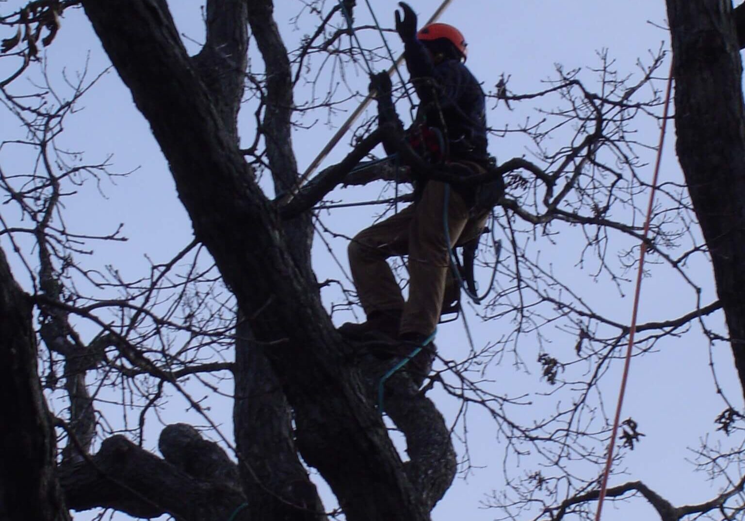 St. Charles, IL Commercial Tree Services